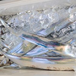 松本釣船2 釣果