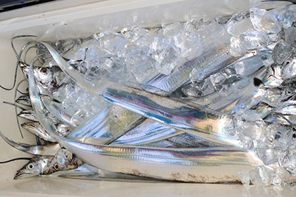 松本釣船2 釣果