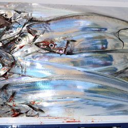 松本釣船2 釣果