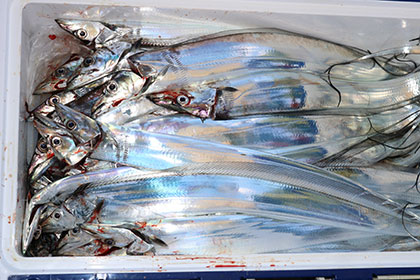 松本釣船2 釣果