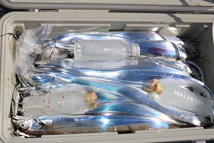 松本釣船2 釣果