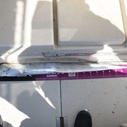 松本釣船２ 釣果