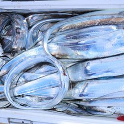 松本釣船２ 釣果