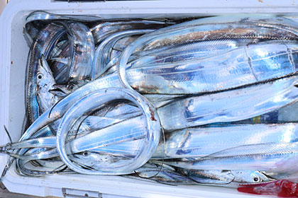 松本釣船２ 釣果