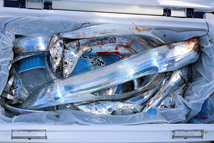 松本釣船２ 釣果