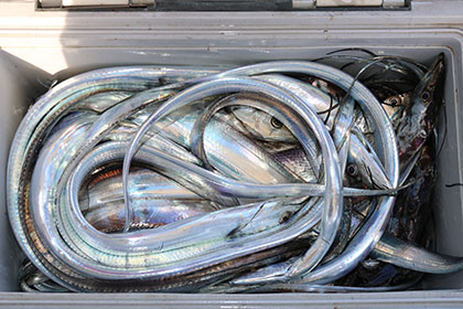 松本釣船２ 釣果