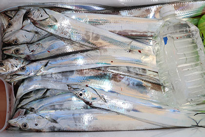 松本釣船２ 釣果