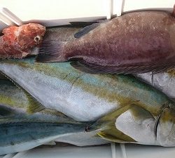 海龍丸（福岡） 釣果