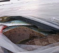 海龍丸（福岡） 釣果