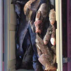 第八平成丸 釣果