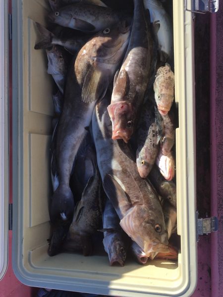 第八平成丸 釣果