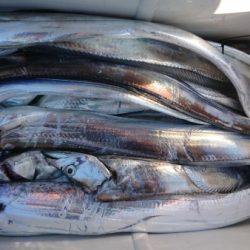 オーフリー 釣果