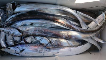 オーフリー 釣果