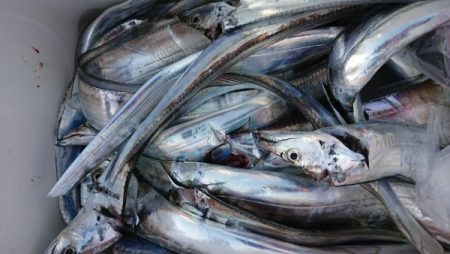 オーフリー 釣果