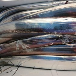 オーフリー 釣果