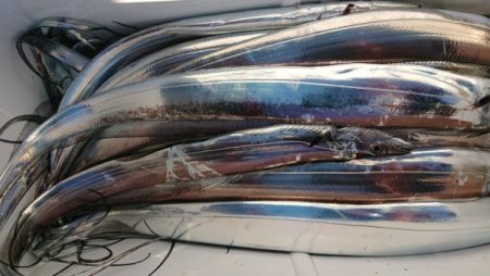 オーフリー 釣果