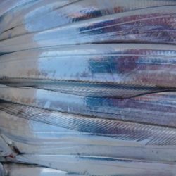 オーフリー 釣果