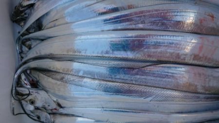 オーフリー 釣果