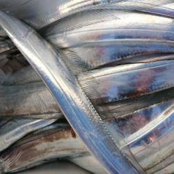 オーフリー 釣果