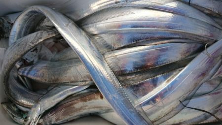 オーフリー 釣果