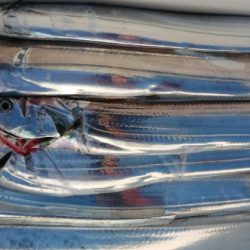 オーフリー 釣果