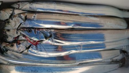 オーフリー 釣果