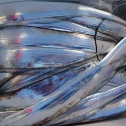 オーフリー 釣果