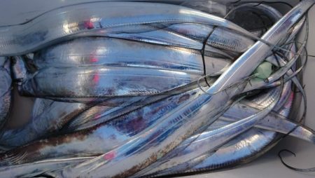 オーフリー 釣果