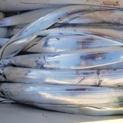 オーフリー 釣果