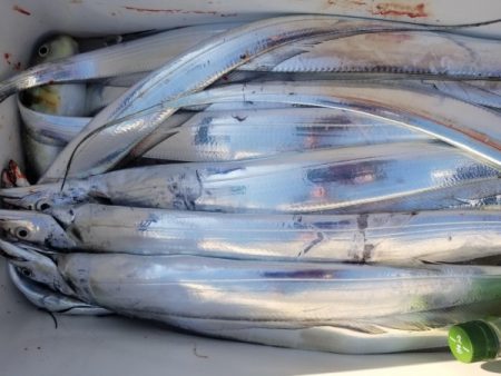 オーフリー 釣果