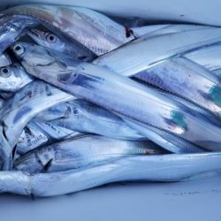 オーフリー 釣果