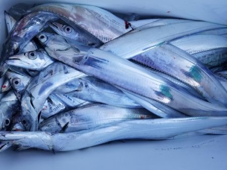 オーフリー 釣果