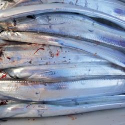 オーフリー 釣果