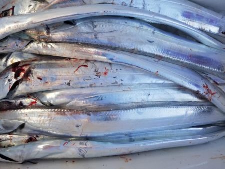 オーフリー 釣果