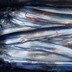 オーフリー 釣果