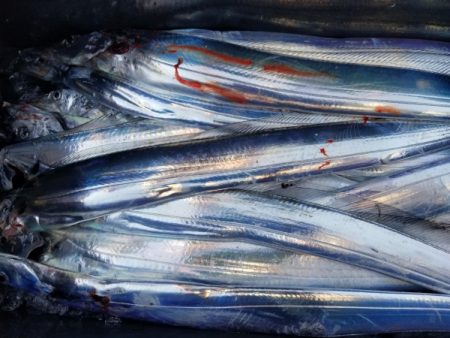 オーフリー 釣果