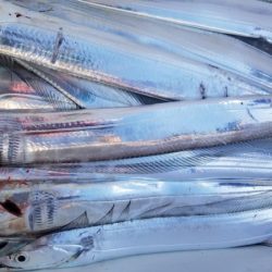 オーフリー 釣果