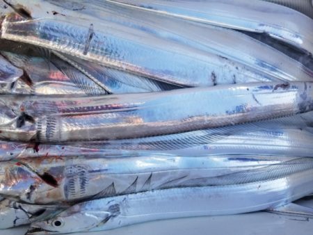 オーフリー 釣果