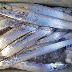 オーフリー 釣果