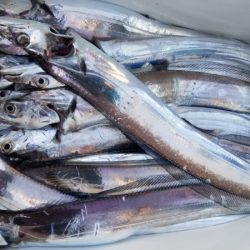 オーフリー 釣果