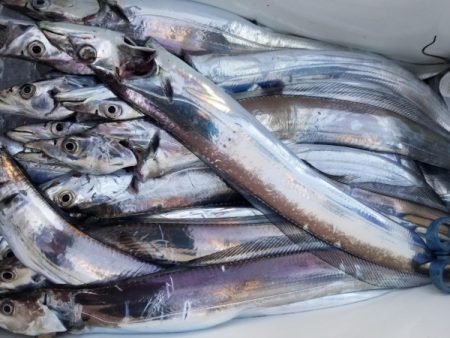 オーフリー 釣果