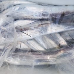 オーフリー 釣果