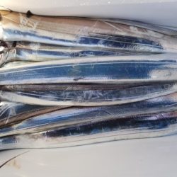 オーフリー 釣果