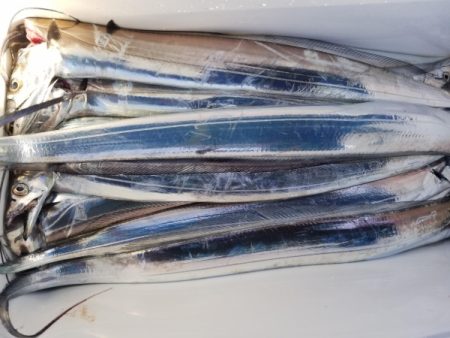 オーフリー 釣果