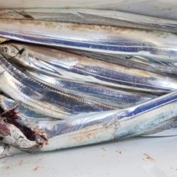 オーフリー 釣果