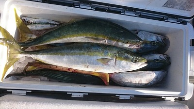 海龍丸（福岡） 釣果