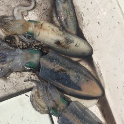 マタウマリンサービス 釣果