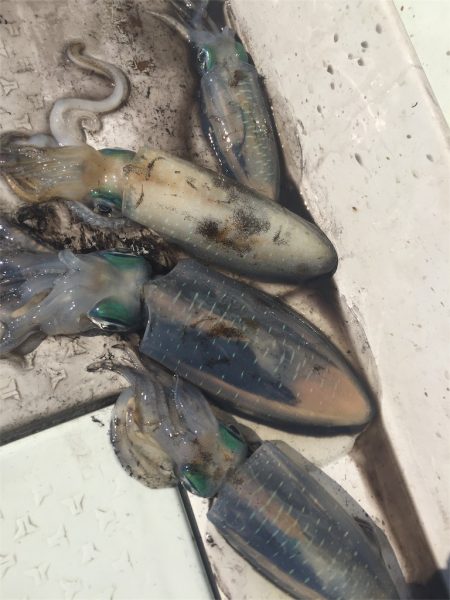 マタウマリンサービス 釣果