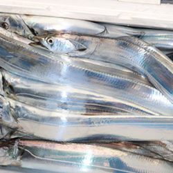 松本釣船２ 釣果