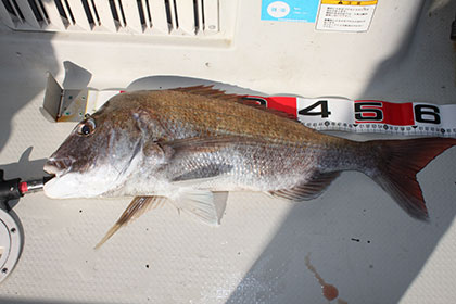 松本釣船2 釣果